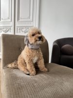 Водонепроницаемый снуд для собак Серый — Raffy's Club