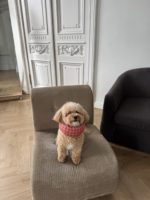 Мягкий ветеринарный воротник Cottage — Raffy's Club