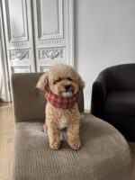 Мягкий ветеринарный воротник Cottage — Raffy's Club
