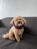 Мягкий ветеринарный воротник Highland — Raffy's Club